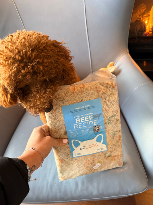 Fresh Beef Meals for Your Dog